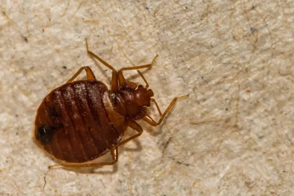 bed bug stains, how to identify bed bug stains, is bed bugs bad, how to remove bed bug stains